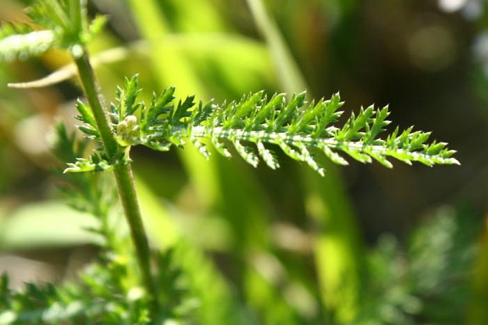 Daucus carota? no,  Achillea sp.